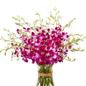 Purple Dendrobium Orchids in Vase